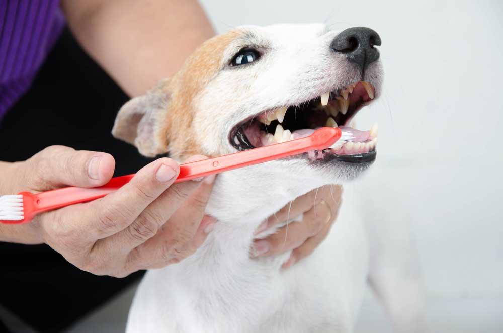 The Importance of Dental Care for Pets in Canada