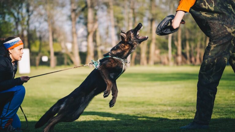 Training Aggressive Dogs Breeds: Essential Guidance and Top Tips for Owners