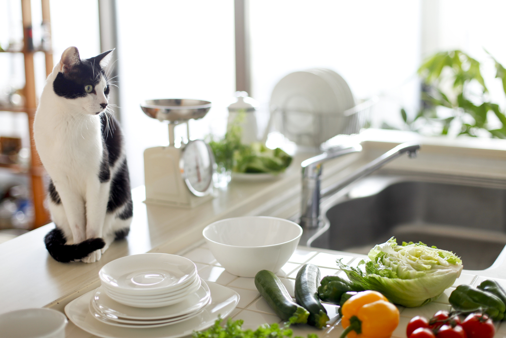 Common Household Items That Are Dangerous For Pets