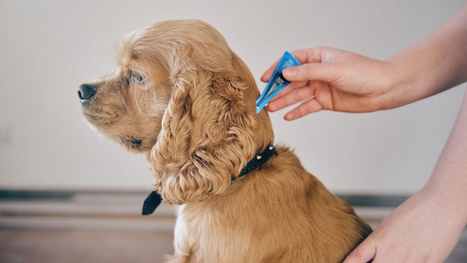 Removing the Tick Safely