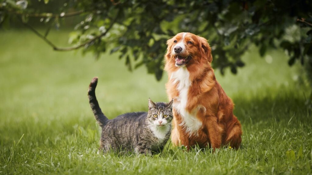 Every Pet Owner Wished They Knew Before Adopting a Pet