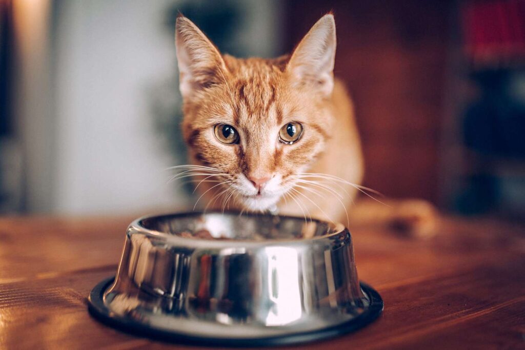 Feeding Guidelines for Cats