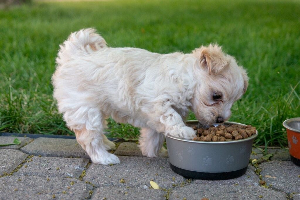 Feeding Guidelines for Dogs