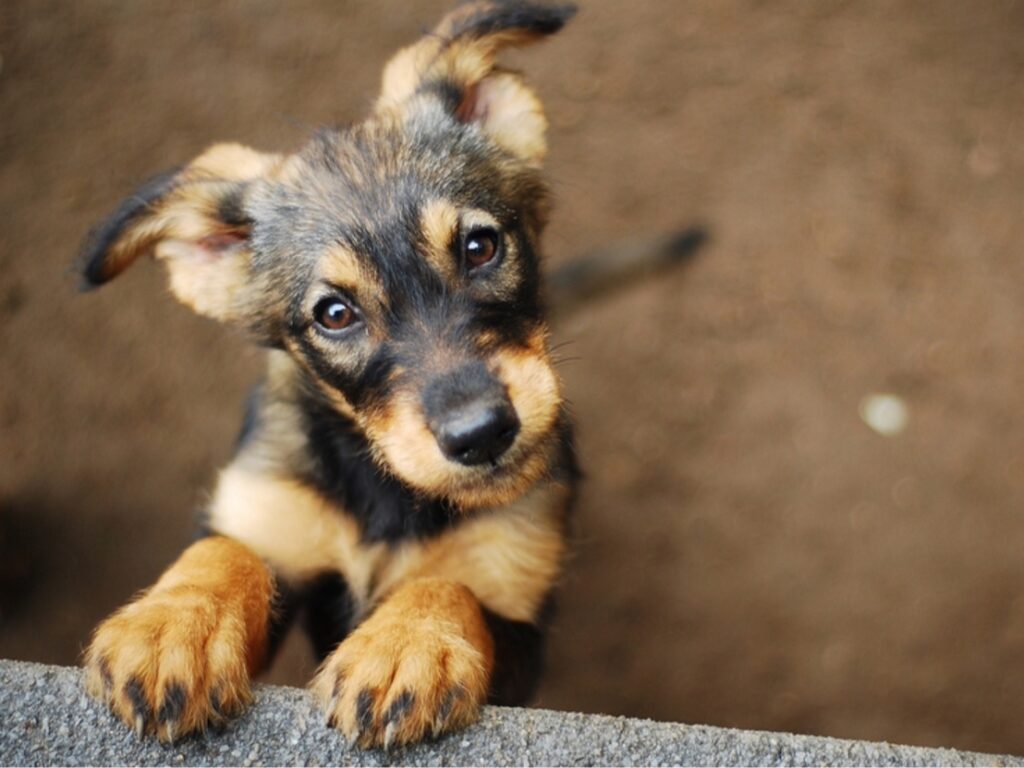 Legal Recourse in Puppy Scams