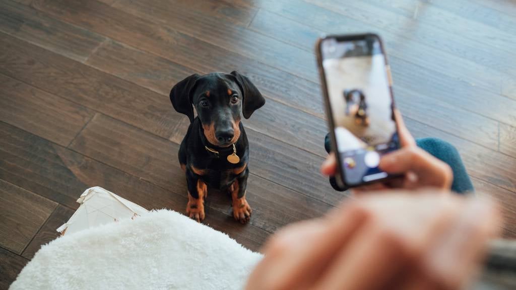 The Role of Technology in Safe Pet Adoption