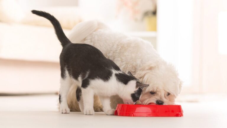 The Ultimate Guide to Feeding Different Types of Pets