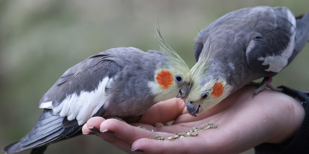 The Importance of Keeping Your Bird Indoors