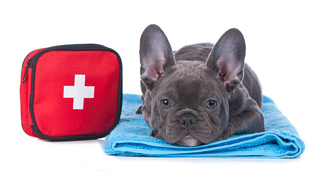 Essential Items for Your Pet Emergency Kit