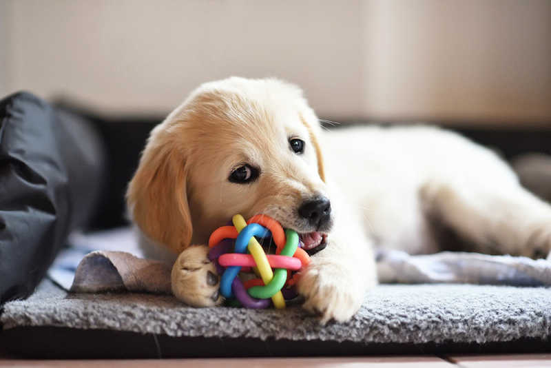 Why Do Pets Need Toys?