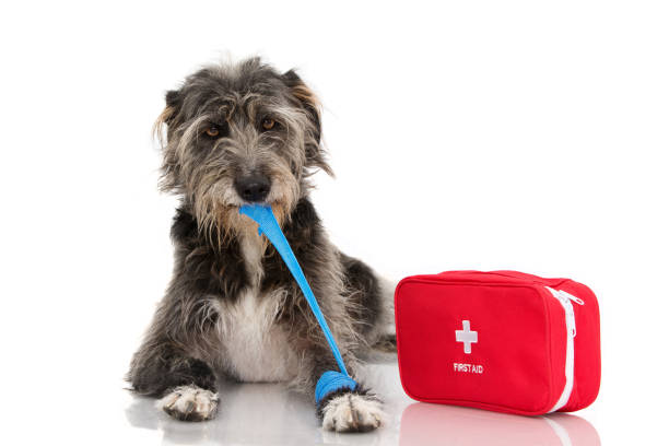 Why You Need a Pet Emergency Kit