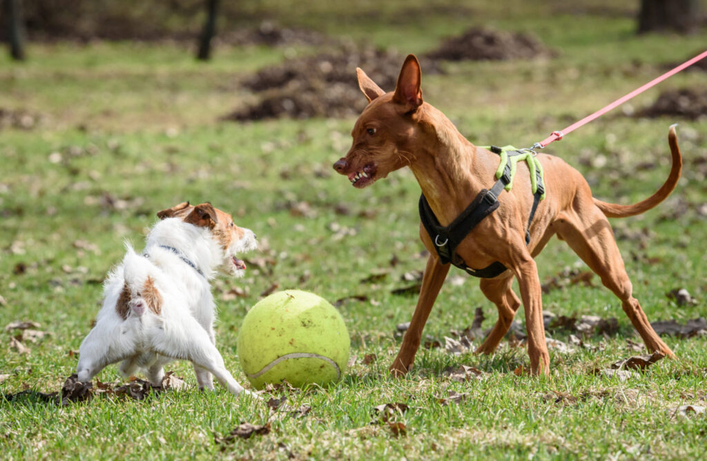 Adopting vs. Buying a Pet