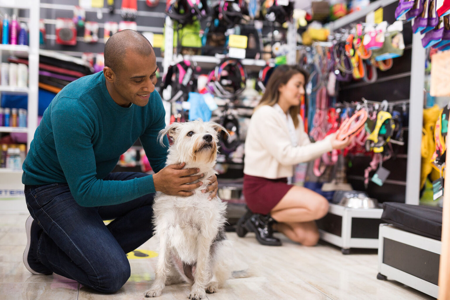 Online vs. Local Pet Stores: Which One is Better for Your Pet