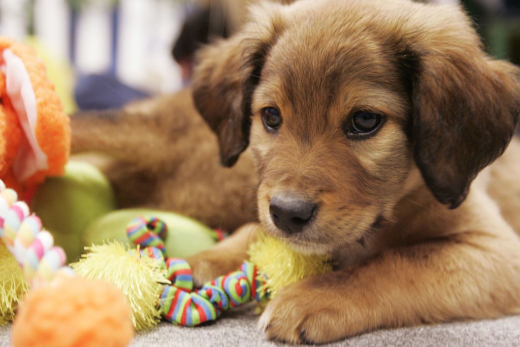 Plush Toys: Comfort and Security