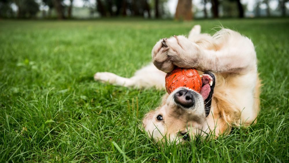 Fun Ways to Keep Your Pet Active and Entertained