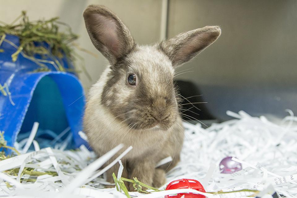 Preparing Your Pet for Summer