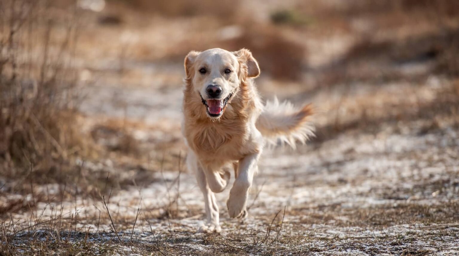 How to Choose the Best Pet Food for Your Dog or Cat in Canada
