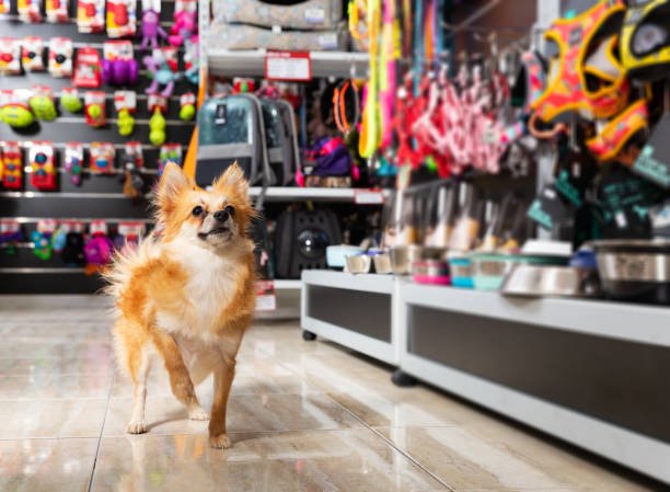 How Pet Stores Are Evolving to Meet the Needs of Modern Pet Owners