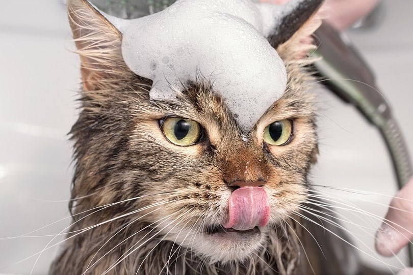 Why Choose Shampoo Bars for Pets?