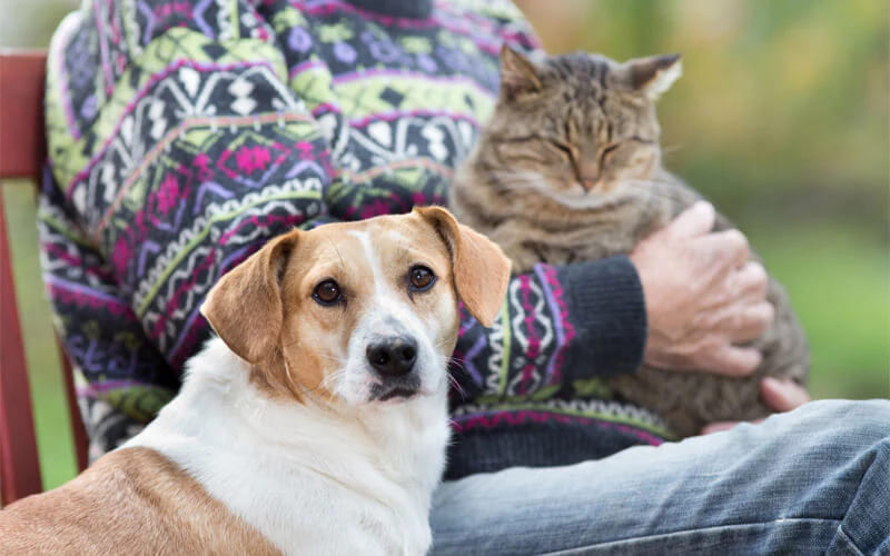 Understanding the Needs of Senior Pets