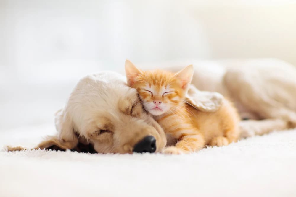 Why Choose Natural and Organic Pet Products