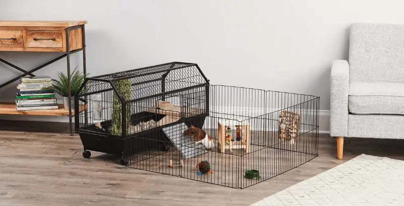 Understanding Your Small Animal’s Needs