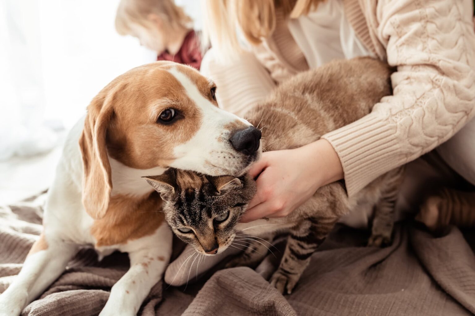 Healthy Treats for Pets What Pet Stores Recommend