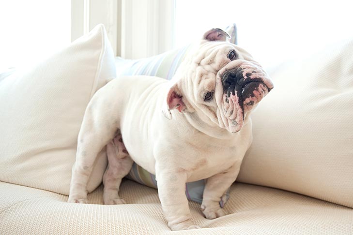 Why Modern Pet Owners Want Personalized Products